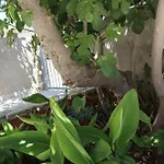 Apartment Fig Tree *