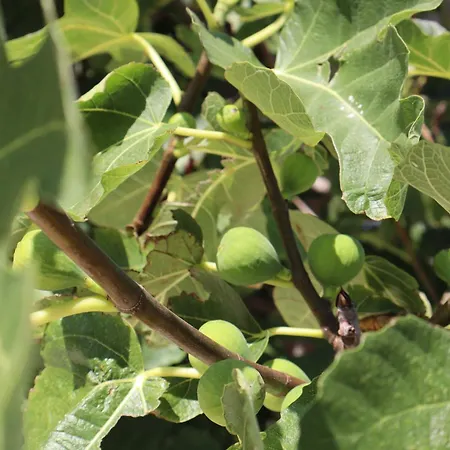 Fig Tree *