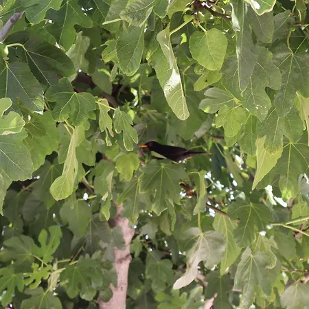Apartment Fig Tree *