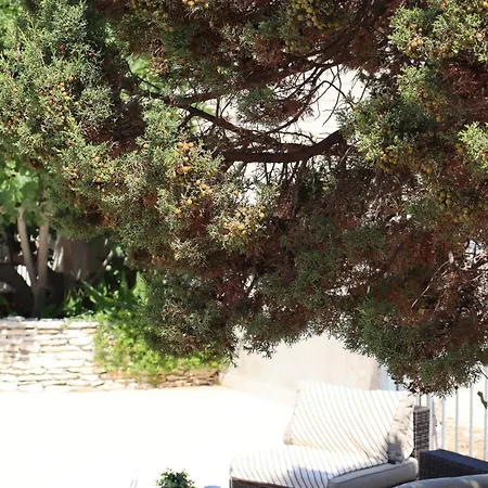 Fig Tree Povlja (Brac)