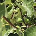 Fig Tree *