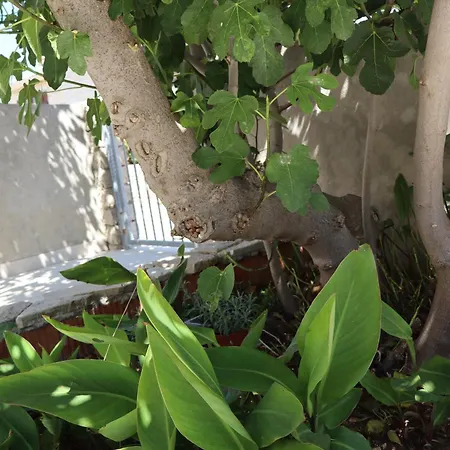 Διαμέρισμα Fig Tree *
