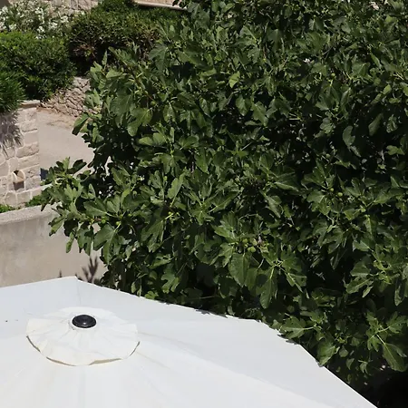 Fig Tree Διαμέρισμα *