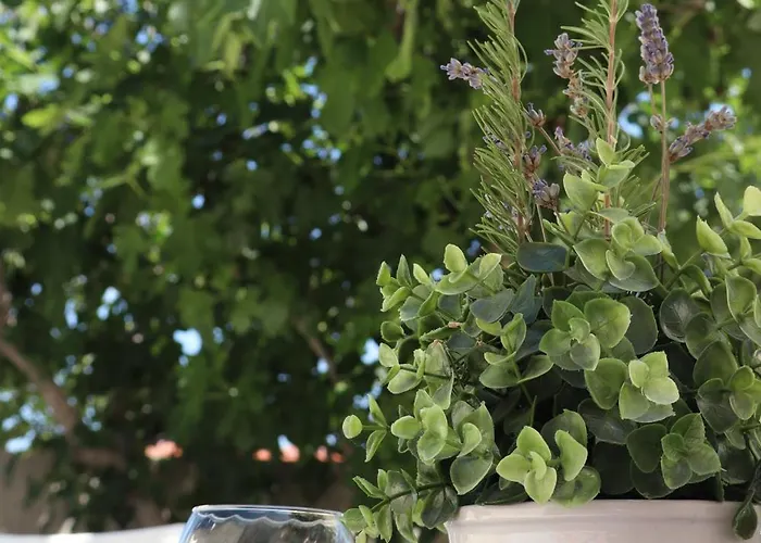 Fig Tree