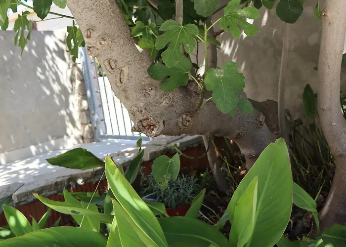 Apartman Fig Tree *