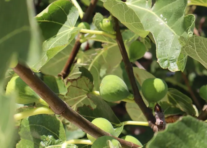 Fig Tree *