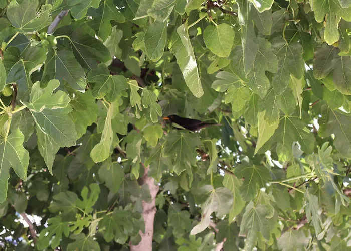 Apartman Fig Tree *