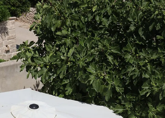 Fig Tree Apartman *