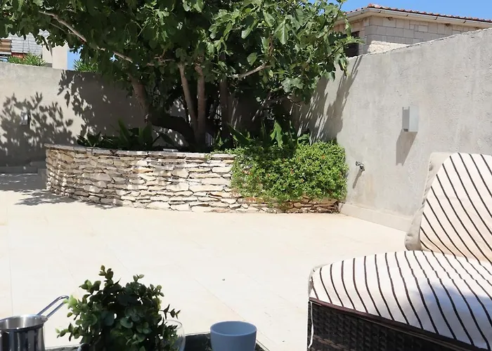 Fig Tree *