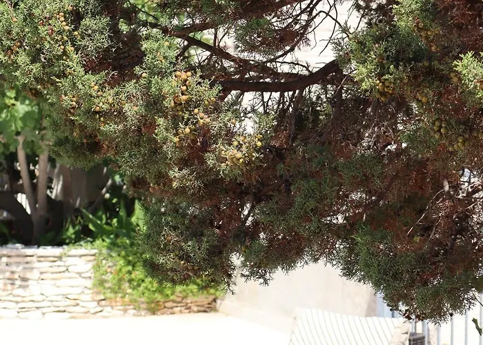 Fig Tree Povlja (Brac)