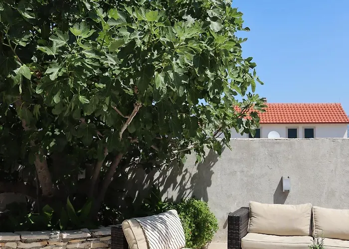 Fig Tree Povlja