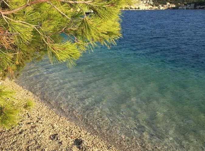 Fig Tree بوفليا