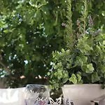 Fig Tree