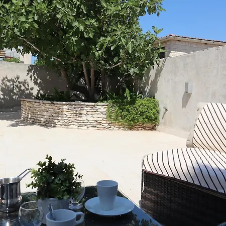 Fig Tree *